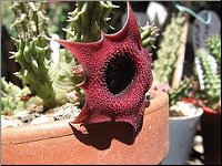 Huernia sp photo M-L N 1